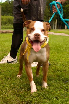 Rescue Pit Bull Terrier Dogs for Adoption in Chester, New Jersey - Finnegan | PetCurious
