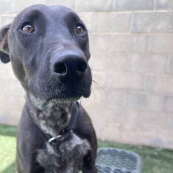 Siri -  Shepherd and Mixed Breed Dog for Adoption in Flagstaff, Arizona - Siri | PetCurious
