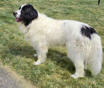 cheese -  Newfoundland Dog Dog for Adoption in Pittsburgh, Pennsylvania - Cheese | PetCurious