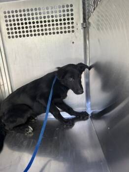 Rescue Shepherd and Mixed Breed Dogs for Adoption in Fort Worth, Texas - 59760276 | PetCurious