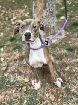 Rescue Pit Bull Terrier and Mixed Breed Dogs for Adoption in Springfield, Illinois - Stewart | PetCurious
