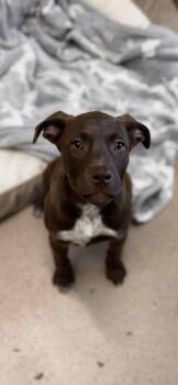 Labrador Retriever Dogs Available for Adoption in Pawleys Island, South Carolina - Ariella | PetCurious