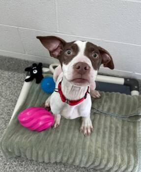 Rescue Pit Bull Terrier and Weimaraner Dogs for Adoption in Van Wert, Ohio - Vaughn | PetCurious