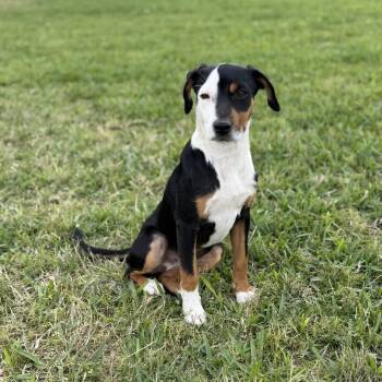 Collie and Terrier Dogs Available for Adoption - Duvi | PetCurious