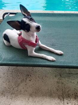 Rescue Rat Terrier Dogs for Adoption in Jacksonville, Florida - Mia | PetCurious
