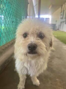 Olive -  Terrier Dog Available for Adoption in Midland, Texas - Olive | PetCurious