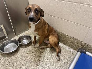 WINKLES -  Catahoula Leopard Dog and Mixed Breed Dog for Adoption in Colorado Springs, Colorado - WINKLES | PetCurious
