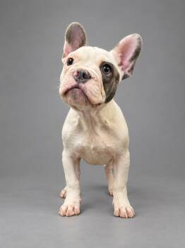 Chunk -  French Bulldog Dog for Adoption in Waldorf, Maryland - Chunk | PetCurious