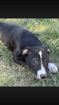 Rex -  Pit Bull Terrier Dog for Adoption - Rex | PetCurious