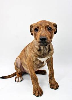 Beagle and Mixed Breed Dogs Available for Adoption in Morton Grove, Illinois - Evren | PetCurious