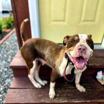 Coco -  American Bully Dog for Adoption in Petersburg, Virginia - Coco | PetCurious