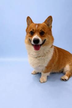 Corgi Dogs Available for Adoption - Loaf | PetCurious