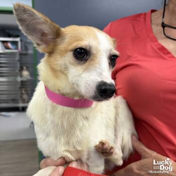 Cupcake -  Terrier Dog for Adoption in Washington, District Of Columbia - Cupcake | PetCurious