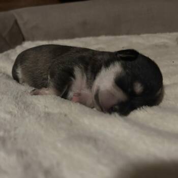 Roxy baby 4 -  Chihuahua and Mixed Breed Dog for Adoption in Ferndale, Washington - Roxy Baby 4 | PetCurious