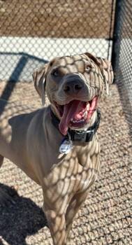 Weimaraner and Labrador Retriever Dogs Available for Adoption in Loveland, Colorado - ROCKY | PetCurious