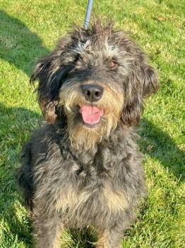 Rescue Standard Poodle and Schnauzer Dogs for Adoption in Yakima, Washington - Shaggy | PetCurious