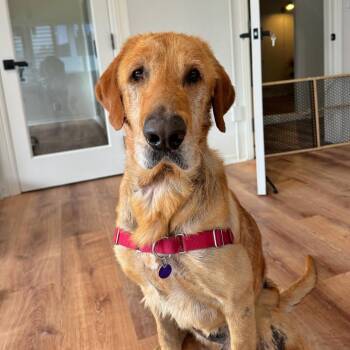 Chewy -  Labrador Retriever Dog for Adoption in Pacific Grove, California - Chewy | PetCurious