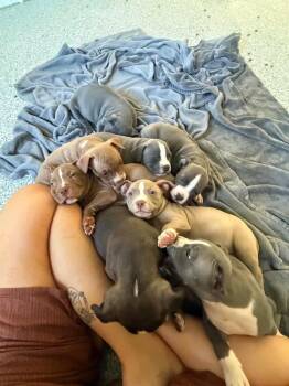 Aurora pup6 -  Mixed Breed Dog for Adoption in Muskegon, Michigan - Aurora Pup6 | PetCurious
