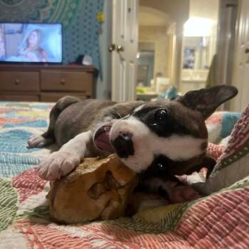 Terrier Dogs Available for Adoption in Huntsville, Alabama - Calypso | PetCurious