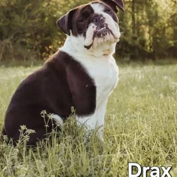 Drax -  English Bulldog Dog for Adoption - Drax | PetCurious