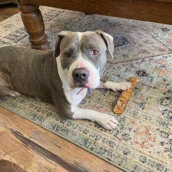 Rescue Pit Bull Terrier Dogs for Adoption in Apache Junction, Arizona - Snooki | PetCurious