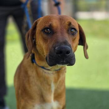 Hound Dogs Available for Adoption in Chatham, Virginia - Bisbee | PetCurious