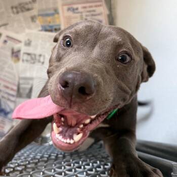Pesto -  Mixed Breed Dog for Adoption in Blairsville, Georgia - Pesto | PetCurious