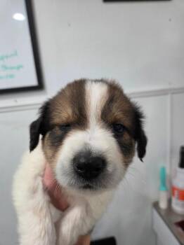 Manchester Terrier Dogs Available for Adoption in Brookings, Oregon - Moto | PetCurious