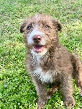 Labradoodle and Poodle Dogs Available for Adoption in Lucedale, Mississippi - Abbott | PetCurious