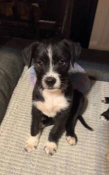 Mixed Breed Dogs Available for Adoption - Lenny | PetCurious