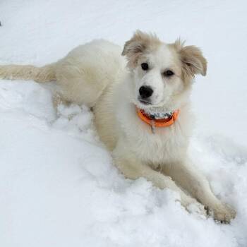 Great Pyrenees Dogs Available for Adoption - Nyx | PetCurious