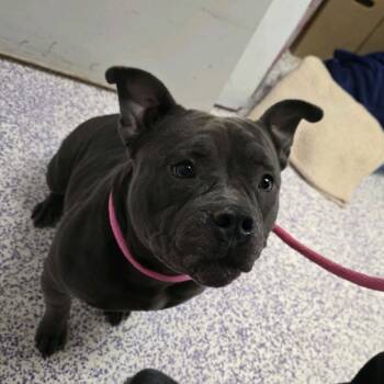 Rescue Pit Bull Terrier and French Bulldog Dogs for Adoption in Northbrook, Illinois - Chubby | PetCurious