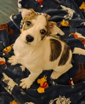BENNY -  Chihuahua and Jack Russell Terrier Dog for Adoption in Fosters, Alabama - BENNY | PetCurious