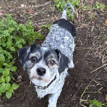Augustus -  Shih Tzu Dog for Adoption - Augustus | PetCurious