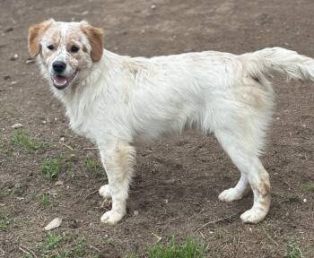 Border Collie and English Springer Spaniel Dogs Available for Adoption - Rusty | PetCurious