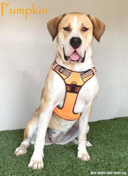 Mastiff Dogs Available for Adoption in San Diego, California - Pumpkin | PetCurious