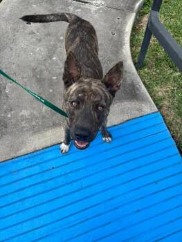 Jasper -  German Shepherd Dog Dog for Adoption in Humble, Texas - Jasper | PetCurious