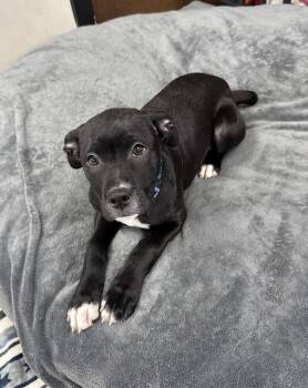 Beagle and Boxer Dogs Available for Adoption - Brandie | PetCurious