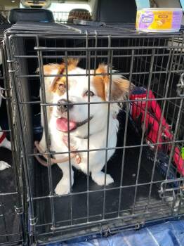 Ruxpin -  Papillon Dog for Adoption in Middletown, Connecticut - Ruxpin | PetCurious