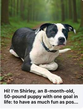 Shirley Puppy -  Mixed Breed Dog for Adoption in Ossining, New York - Shirley Puppy | PetCurious