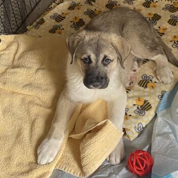 Great Pyrenees and Shepherd Dogs Available for Adoption in Cashmere, Washington - Everest | PetCurious