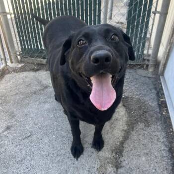 Heidi -  Black Labrador Retriever Dog for Adoption in Spokane Valley, Washington - Heidi | PetCurious