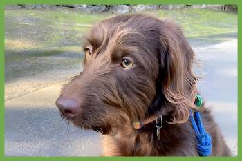 Bailey -  Labradoodle Dog for Adoption in Amherst, Massachusetts - Bailey | PetCurious