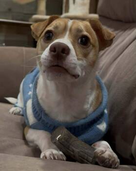 Chihuahua and Terrier Dogs Available for Adoption - Jake | PetCurious