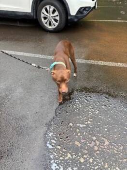 Terrier and Mixed Breed Dogs Available for Adoption in Honolulu, Hawaii - Slay | PetCurious