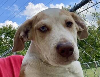 Ronin -  Labrador Retriever Dog for Adoption in Glasgow, Kentucky - Ronin | PetCurious
