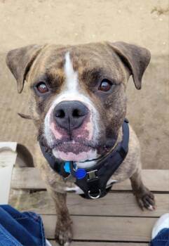 Rescue American Bulldog and Mastiff Dogs for Adoption in Kennewick, Washington - Hank | PetCurious
