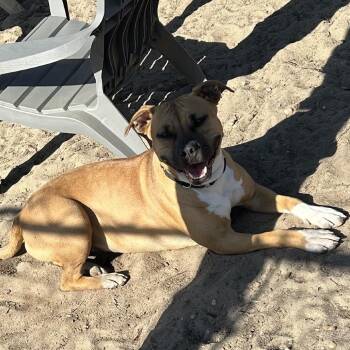 Mira -  Mixed Breed Dog for Adoption in Newark, New Jersey - Mira | PetCurious