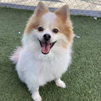 Pomeranian Dogs Available for Adoption - Pink | PetCurious