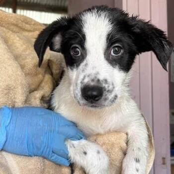 LEFTY -  Australian Cattle Dog Blue Heeler Dog for Adoption in Vacaville, California - LEFTY | PetCurious